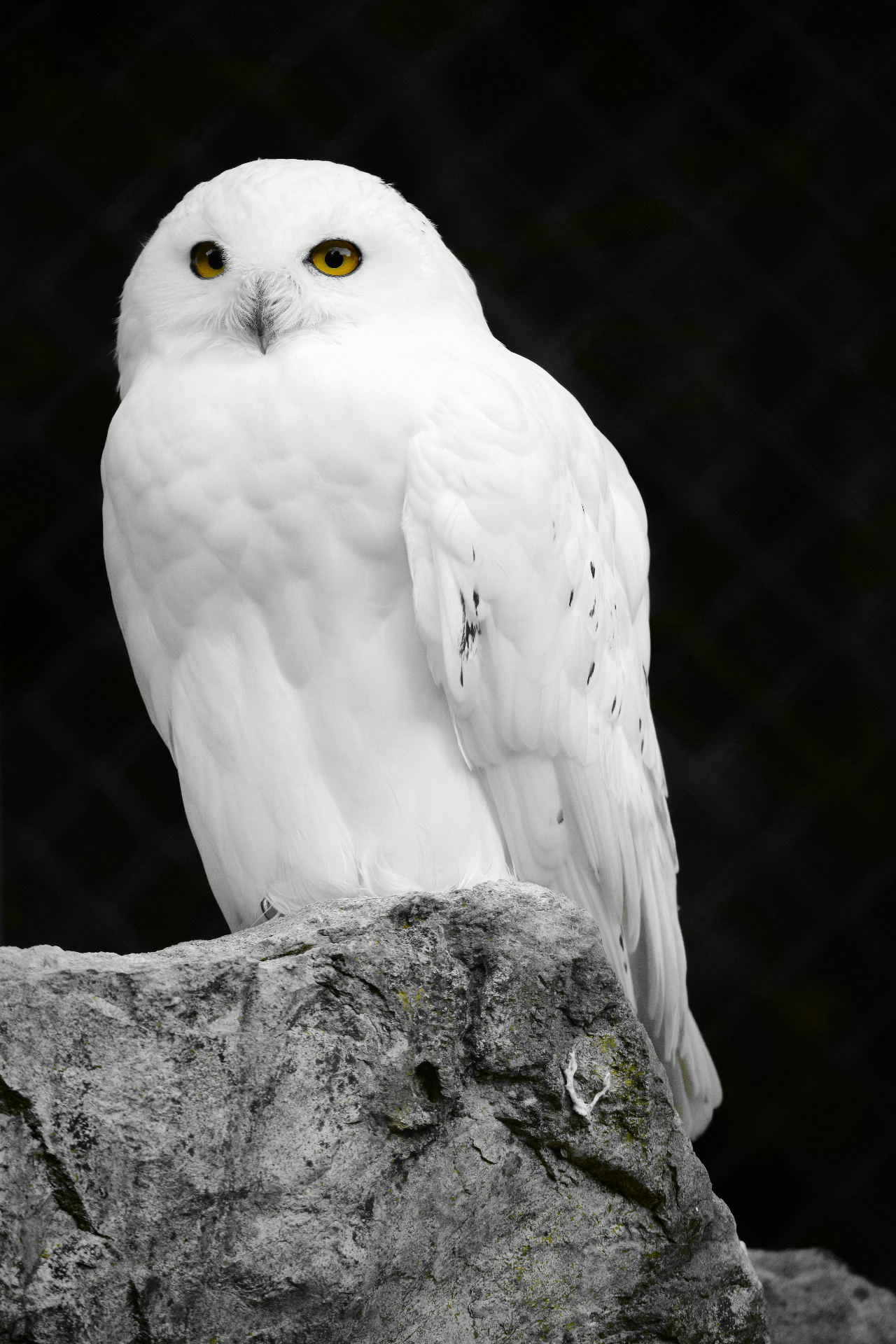 Harfang des neiges — emblème du Groupe DA